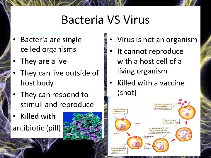 Bacteria VS Virus • Bacteria are single celled organisms • They are alive •