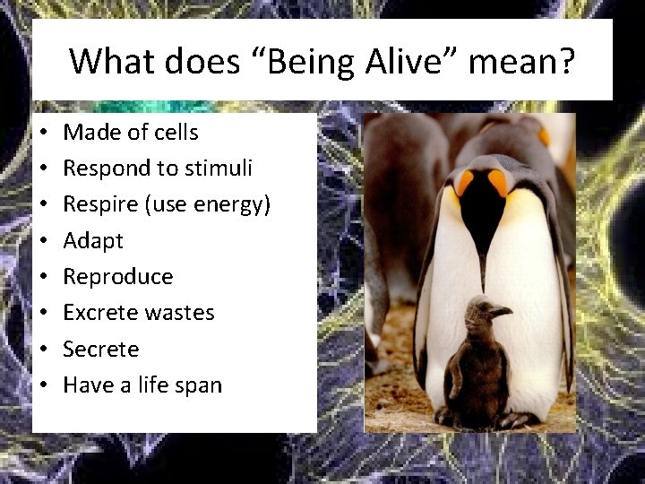 What does “Being Alive” mean? • • Made of cells Respond to stimuli Respire