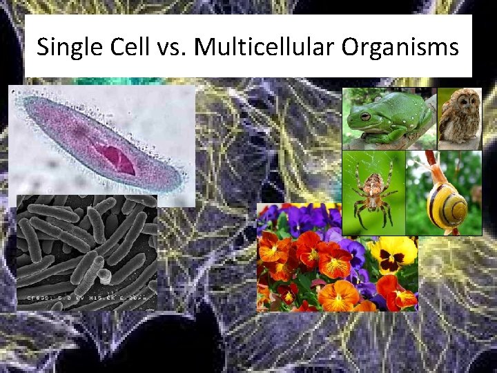Single Cell vs. Multicellular Organisms 