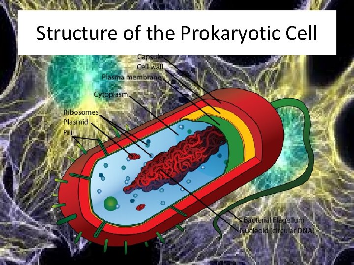 Structure of the Prokaryotic Cell 