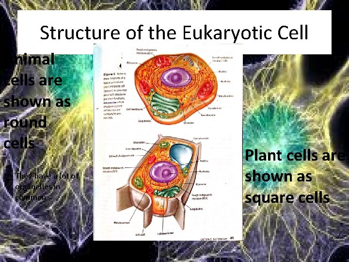 Structure of the Eukaryotic Cell Animal cells are shown as round cells They have