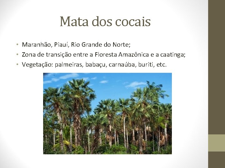 Mata dos cocais • Maranhão, Piauí, Rio Grande do Norte; • Zona de transição
