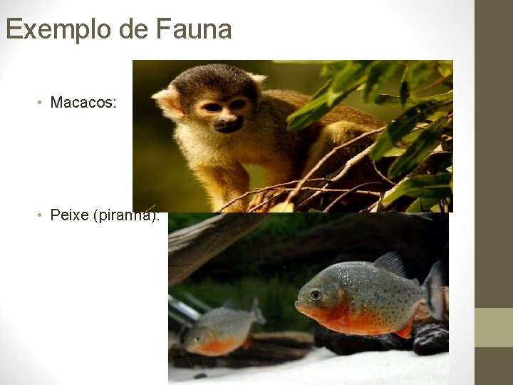 Exemplo de Fauna • Macacos: • Peixe (piranha): 