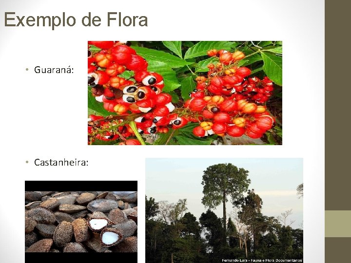 Exemplo de Flora • Guaraná: • Castanheira: 