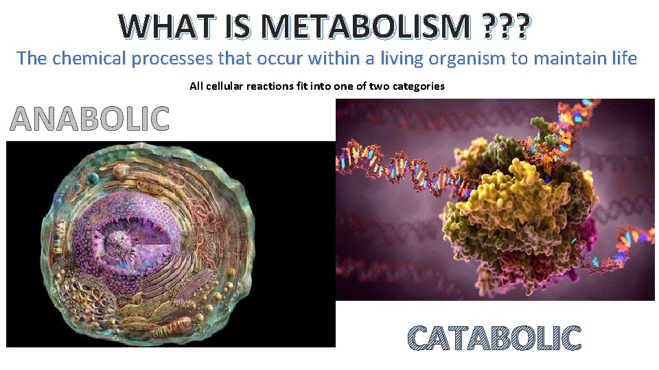 WHAT IS METABOLISM ? ? ? The chemical processes that occur within a living