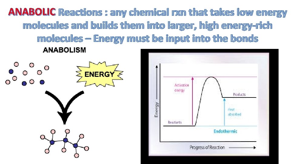 ANABOLIC Reactions : any chemical rxn that takes low energy molecules and builds them