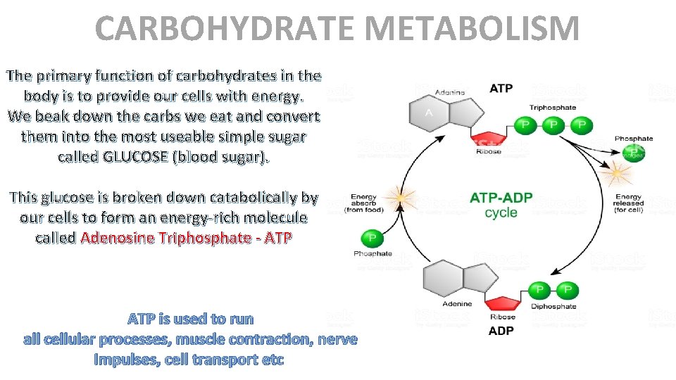CARBOHYDRATE METABOLISM The primary function of carbohydrates in the body is to provide our