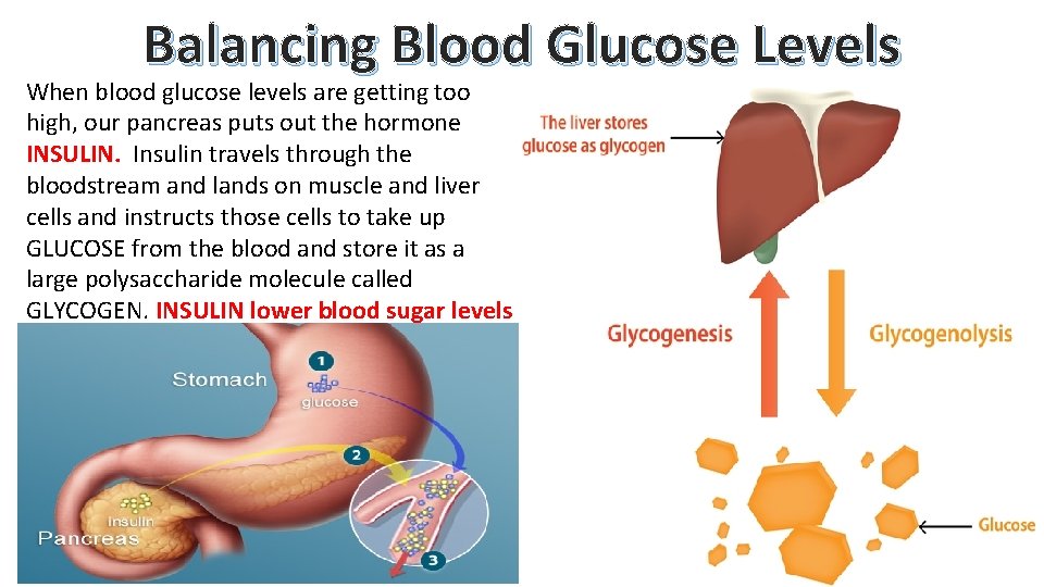 Balancing Blood Glucose Levels When blood glucose levels are getting too high, our pancreas