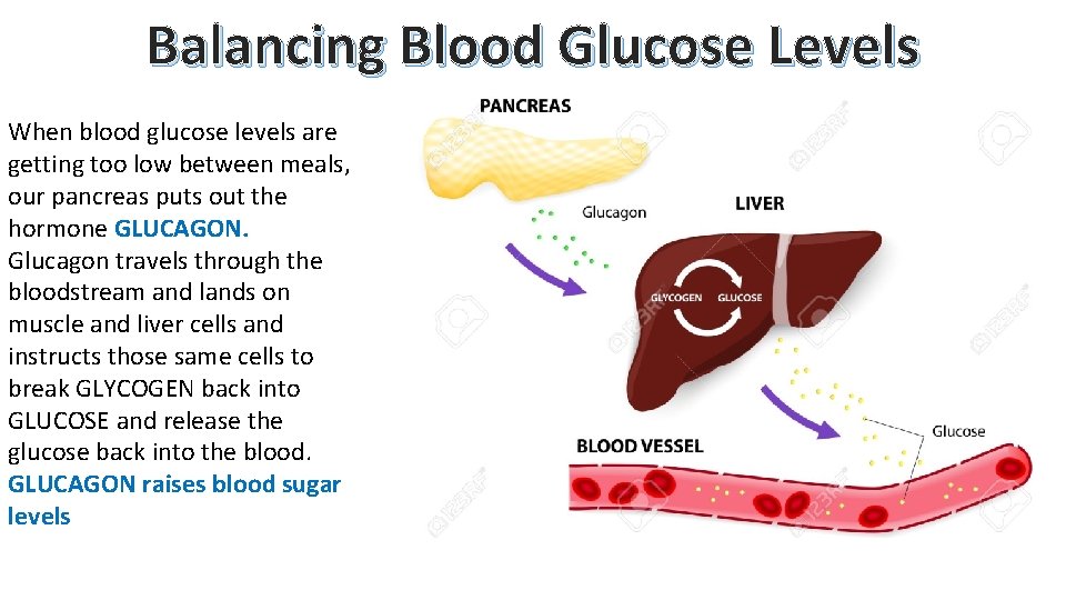 Balancing Blood Glucose Levels When blood glucose levels are getting too low between meals,