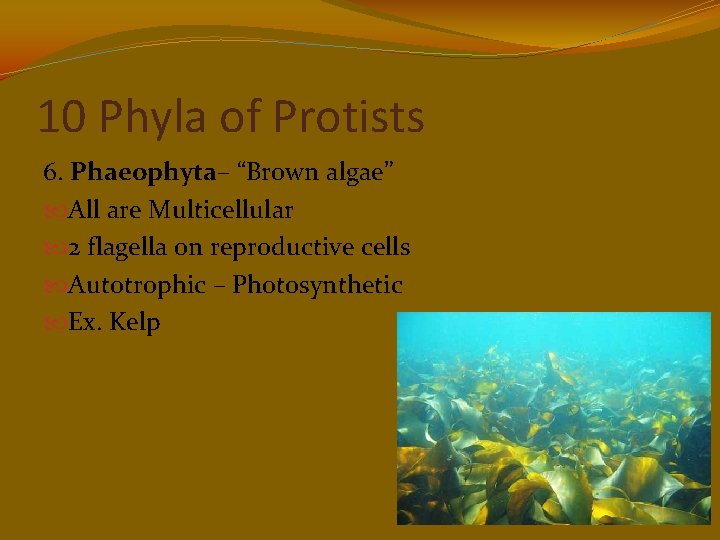 10 Phyla of Protists 6. Phaeophyta– “Brown algae” All are Multicellular 2 flagella on