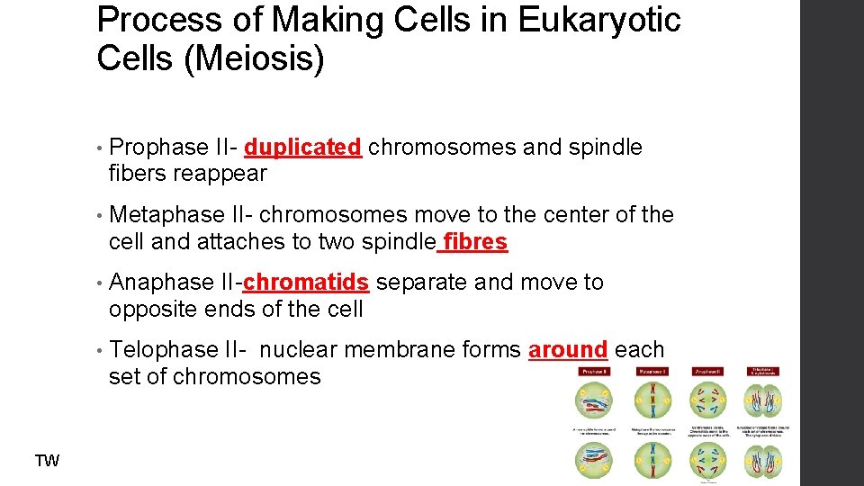 Process of Making Cells in Eukaryotic Cells (Meiosis) TW • Prophase II- duplicated chromosomes