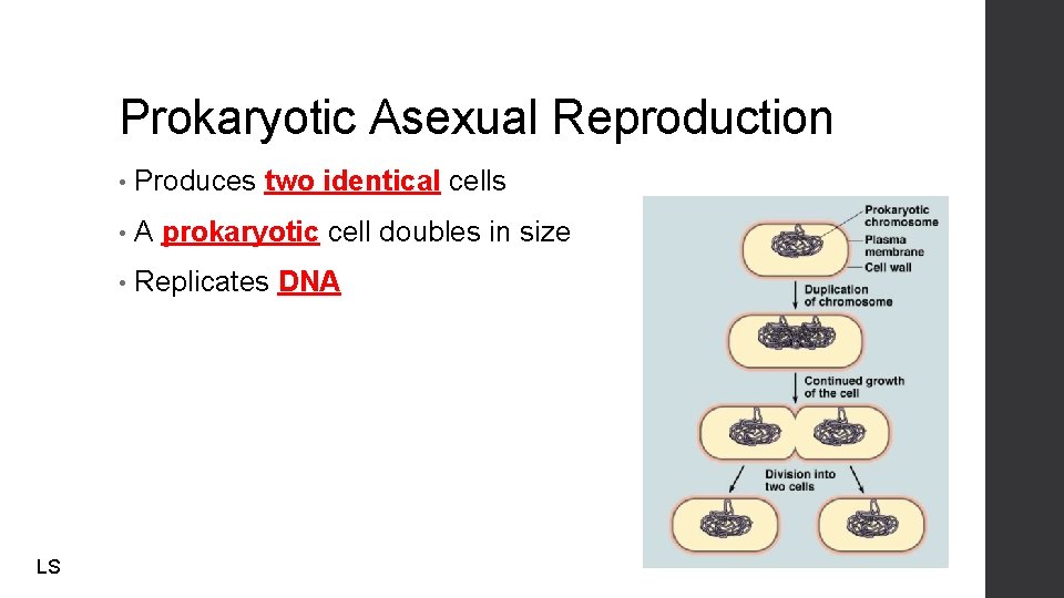 Prokaryotic Asexual Reproduction LS • Produces two identical cells • A prokaryotic cell doubles