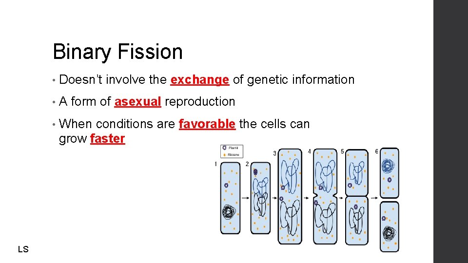Binary Fission LS • Doesn’t involve the exchange of genetic information • A form