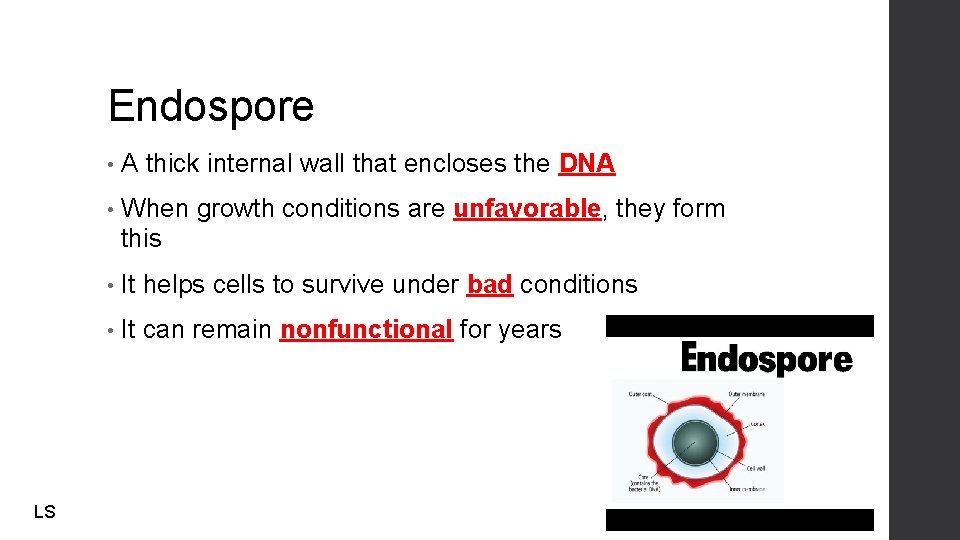 Endospore LS • A thick internal wall that encloses the DNA • When growth
