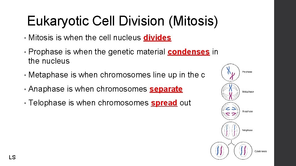 Eukaryotic Cell Division (Mitosis) LS • Mitosis is when the cell nucleus divides •
