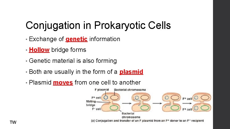 Conjugation in Prokaryotic Cells TW • Exchange of genetic information • Hollow bridge forms