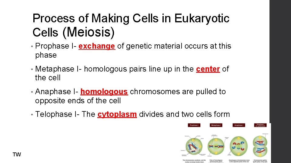 Process of Making Cells in Eukaryotic Cells (Meiosis) TW • Prophase I- exchange of