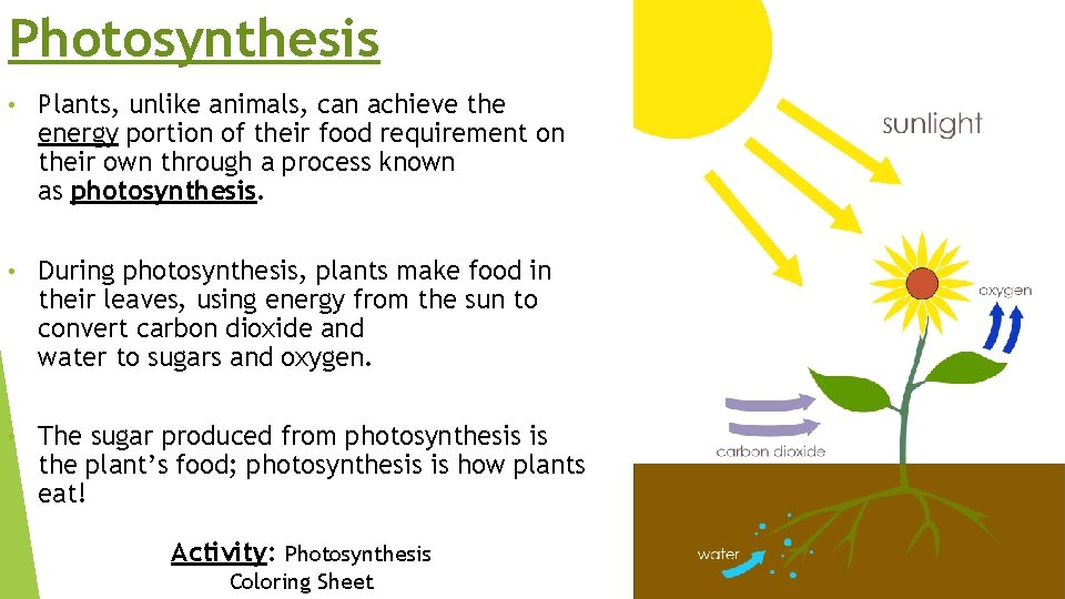 Photosynthesis • Plants, unlike animals, can achieve the energy portion of their food requirement