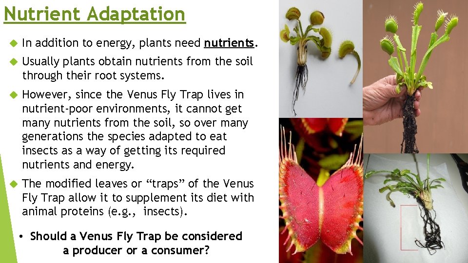 Nutrient Adaptation In addition to energy, plants need nutrients. Usually plants obtain nutrients from