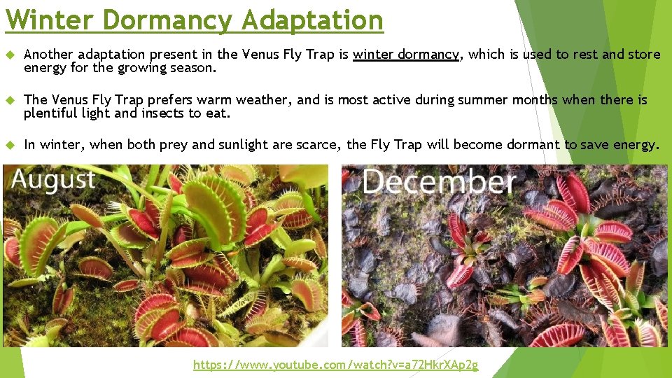 Winter Dormancy Adaptation Another adaptation present in the Venus Fly Trap is winter dormancy,