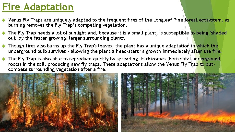 Fire Adaptation Venus Fly Traps are uniquely adapted to the frequent fires of the