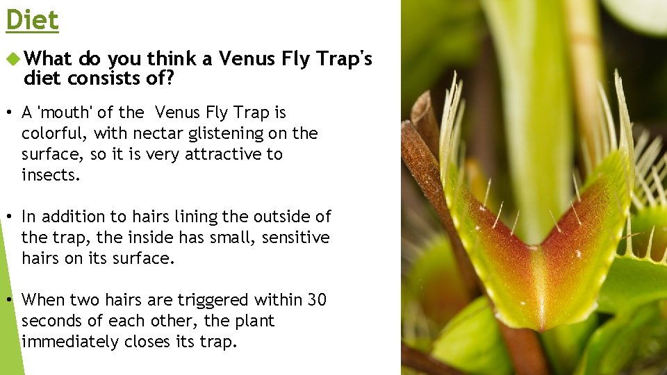 Diet What do you think a Venus Fly Trap's diet consists of? • A