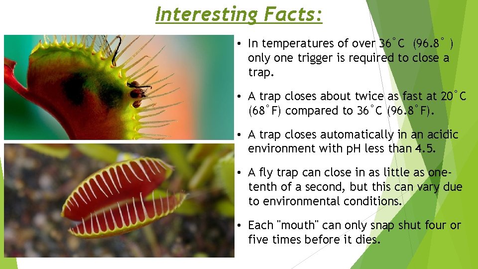 Interesting Facts: • In temperatures of over 36˚C (96. 8˚ ) only one trigger