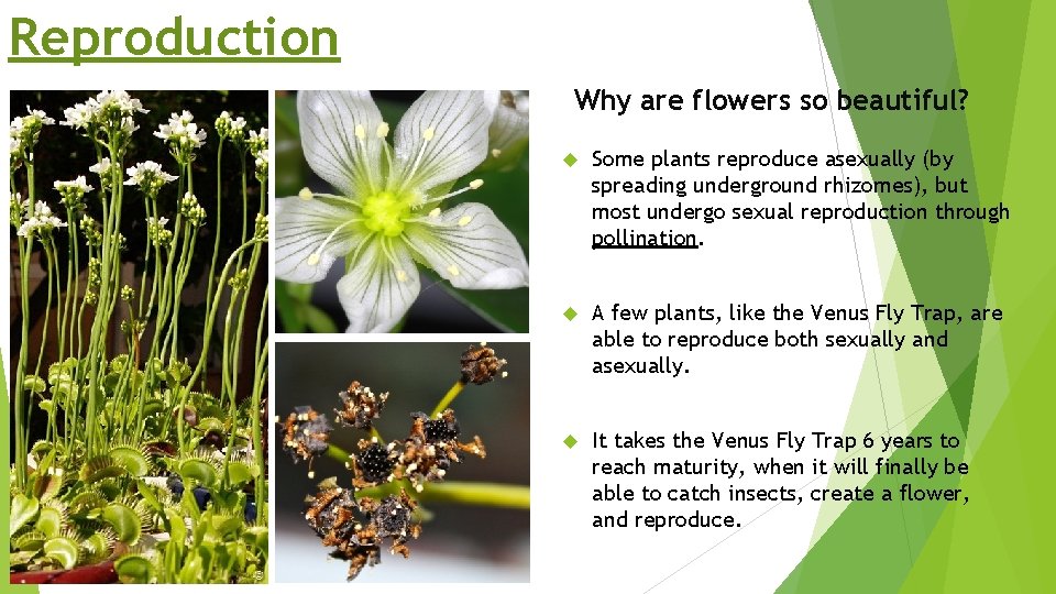 Reproduction Why are flowers so beautiful? Some plants reproduce asexually (by spreading underground rhizomes),