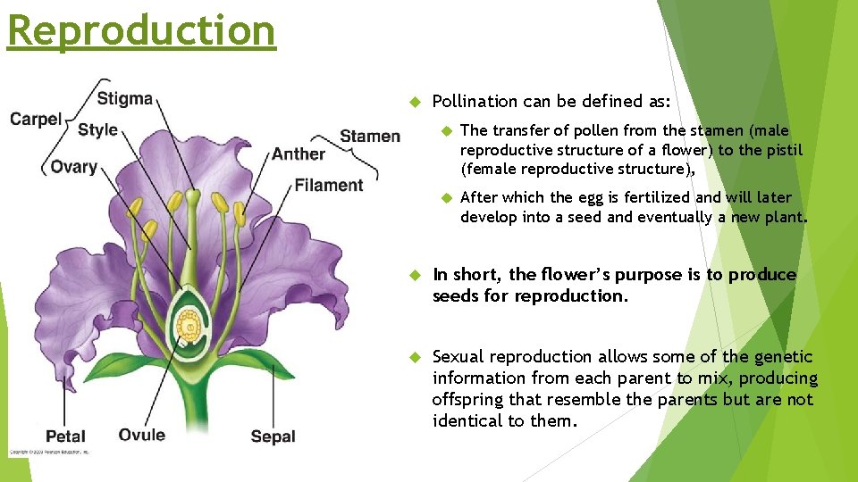 Reproduction Pollination can be defined as: The transfer of pollen from the stamen (male