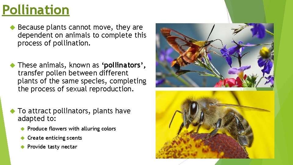 Pollination Because plants cannot move, they are dependent on animals to complete this process