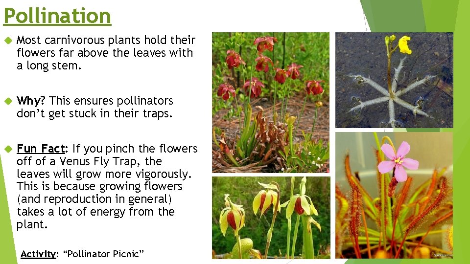 Pollination Most carnivorous plants hold their flowers far above the leaves with a long