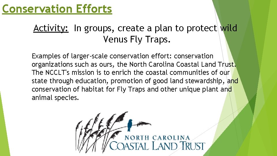 Conservation Efforts Activity: In groups, create a plan to protect wild Venus Fly Traps.