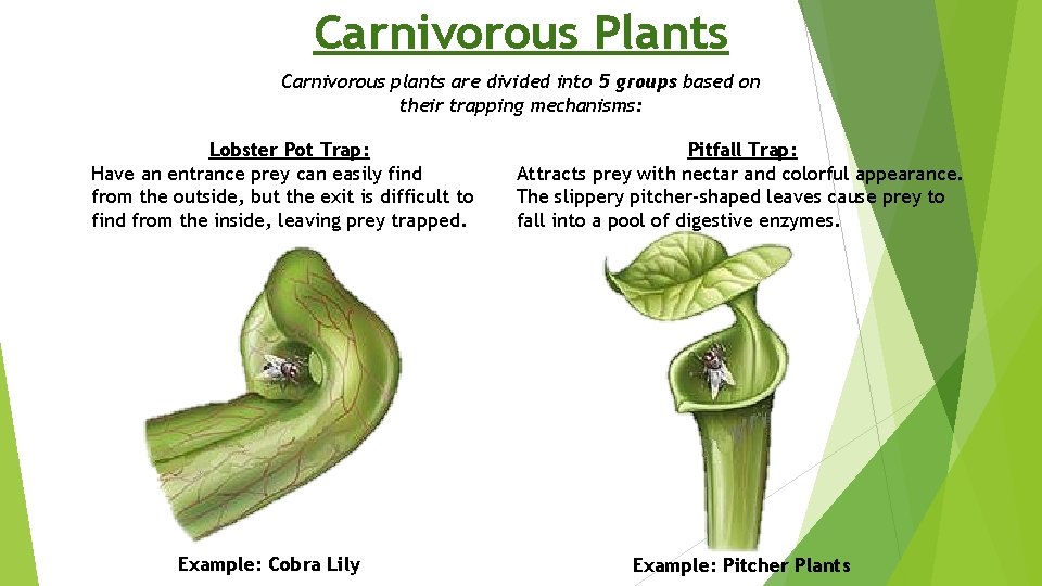 Carnivorous Plants Carnivorous plants are divided into 5 groups based on their trapping mechanisms: