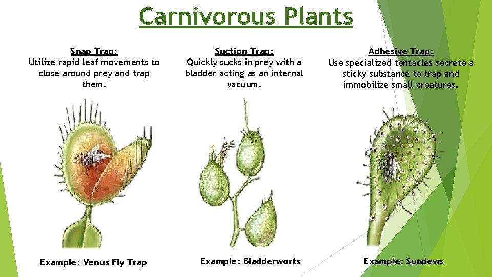 Carnivorous Plants Snap Trap: Utilize rapid leaf movements to close around prey and trap
