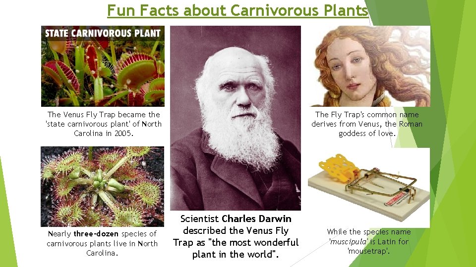 Fun Facts about Carnivorous Plants The Venus Fly Trap became the 'state carnivorous plant'