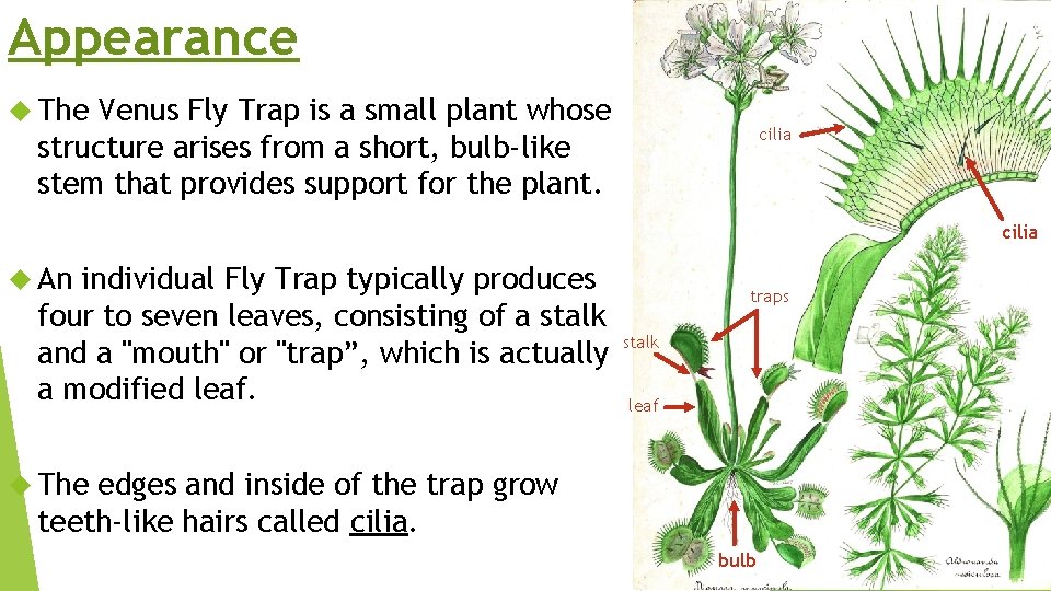 Appearance The Venus Fly Trap is a small plant whose structure arises from a