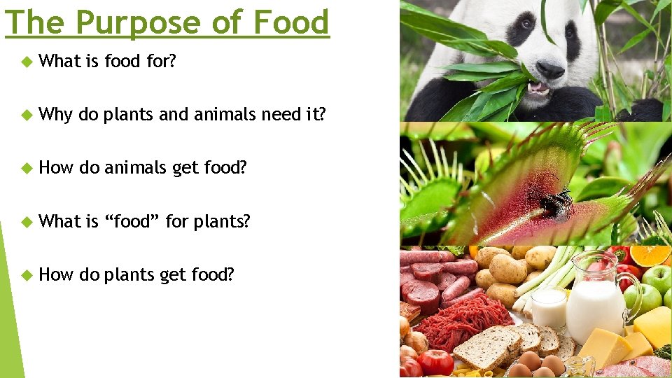 The Purpose of Food What is food for? Why do plants and animals need