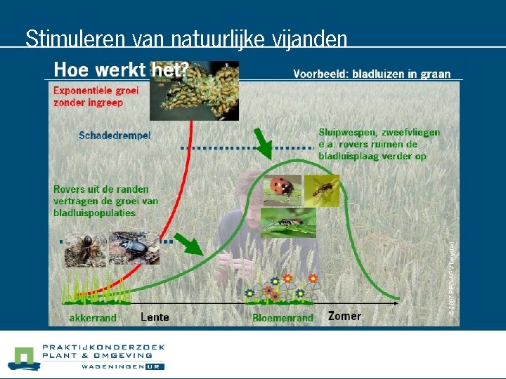 Stimuleren van natuurlijke vijanden 