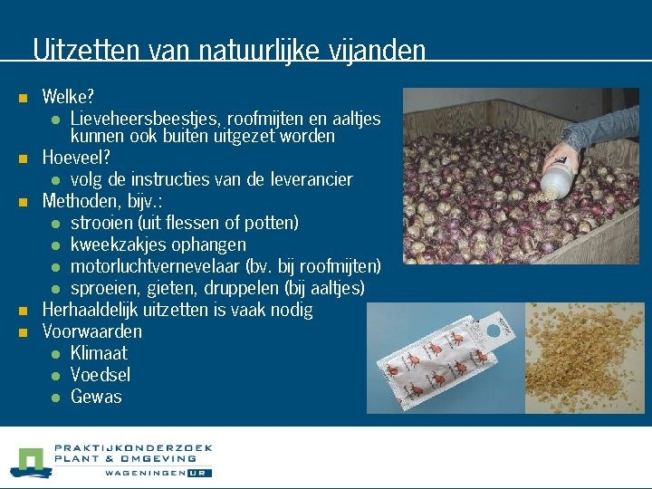 Uitzetten van natuurlijke vijanden n n Welke? l Lieveheersbeestjes, roofmijten en aaltjes kunnen ook