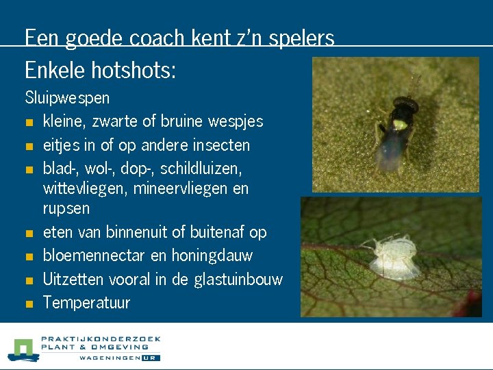 Een goede coach kent z’n spelers Enkele hots: Sluipwespen n kleine, zwarte of bruine