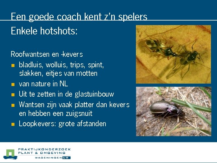 Een goede coach kent z’n spelers Enkele hots: Roofwantsen en -kevers n bladluis, wolluis,