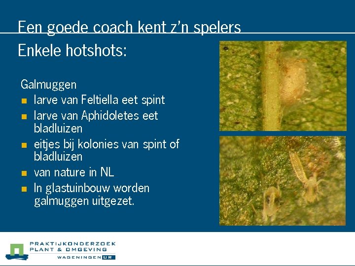 Een goede coach kent z’n spelers Enkele hots: Galmuggen n larve van Feltiella eet