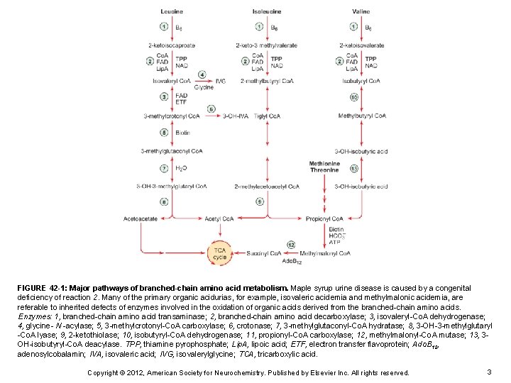 FIGURE 42 -1: Major pathways of branched-chain amino acid metabolism. Maple syrup urine disease