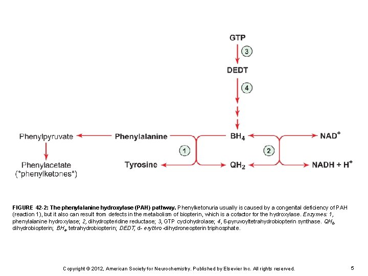 FIGURE 42 -2: The phenylalanine hydroxylase (PAH) pathway. Phenylketonuria usually is caused by a