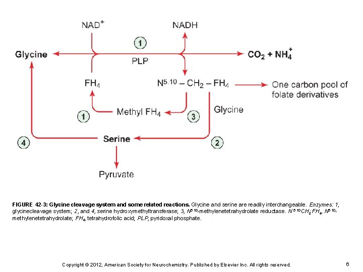 FIGURE 42 -3: Glycine cleavage system and some related reactions. Glycine and serine are