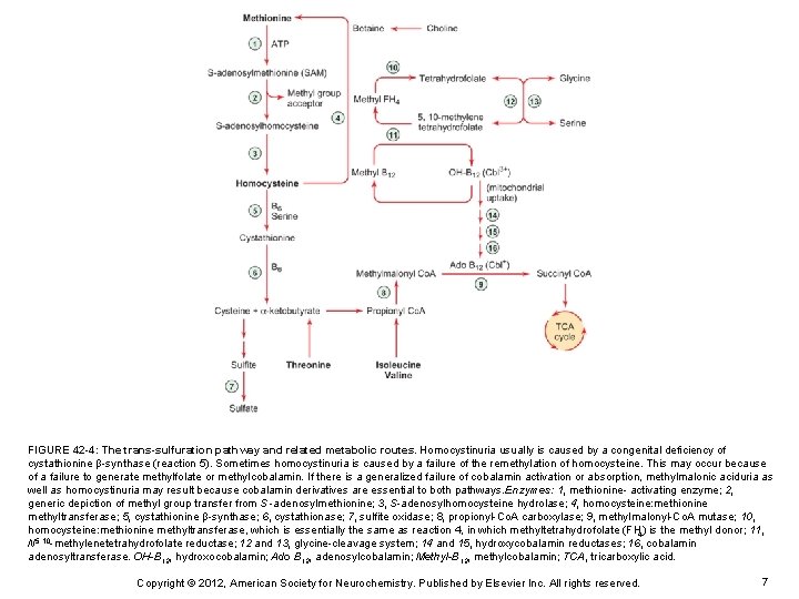 FIGURE 42 -4: The trans-sulfuration pathway and related metabolic routes. Homocystinuria usually is caused