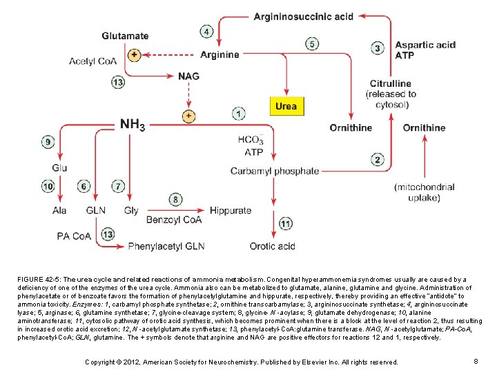 FIGURE 42 -5: The urea cycle and related reactions of ammonia metabolism. Congenital hyperammonemia