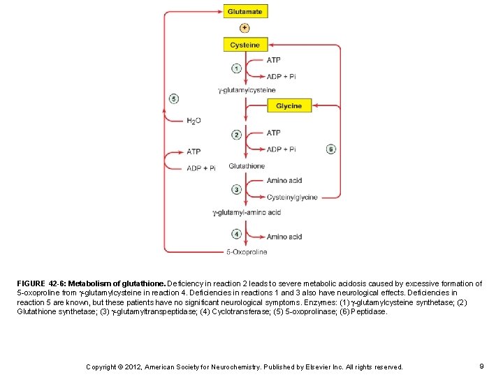 FIGURE 42 -6: Metabolism of glutathione. Deficiency in reaction 2 leads to severe metabolic