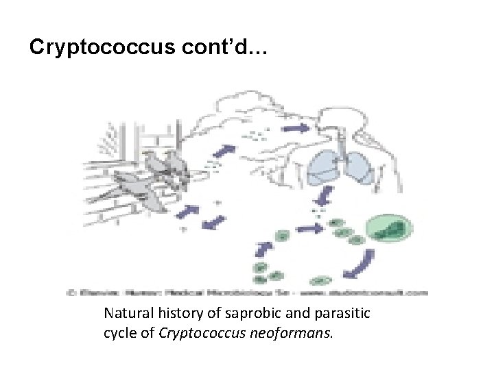 Cryptococcus cont’d… Natural history of saprobic and parasitic cycle of Cryptococcus neoformans. 