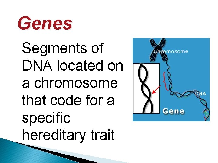 Genes Segments of DNA located on a chromosome that code for a specific hereditary